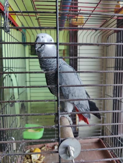 African Grey Parrot