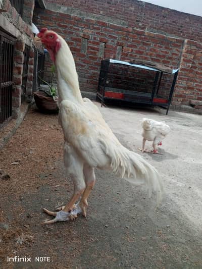 king size shoms pairs and chicks all setup for sale