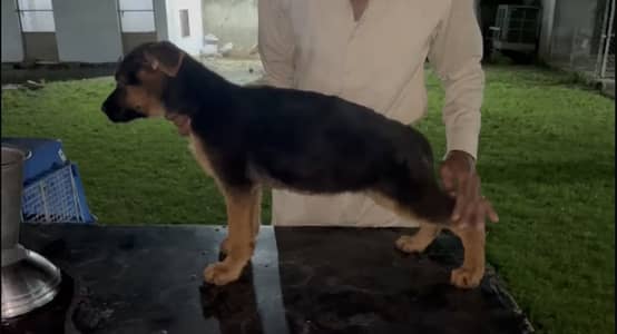 German Shepherd Female Puppy | Pedigreed | Black mask