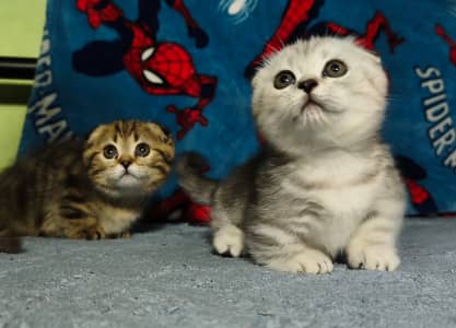 Munchkin Fold Ears Kitten | Imported | Vaccinated