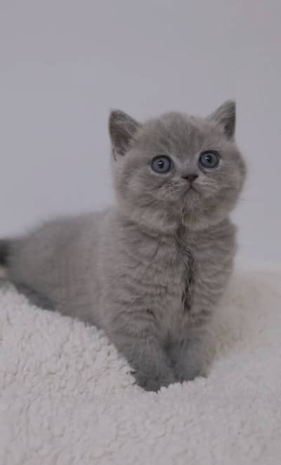 British Shorthair Kitten | Imported | Vaccinated