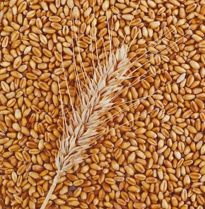 Fresh wheat for sale in Lahore (Booking open]