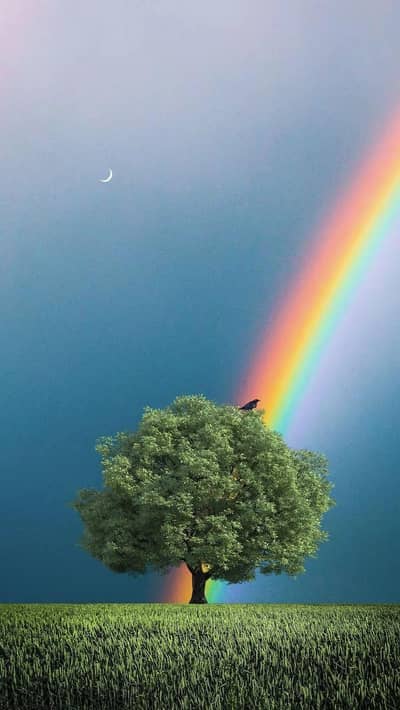 CATS & KITTENS FOR SALE