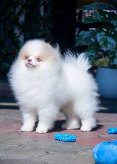 Pomeranian Imported Puppies Available – For Sale