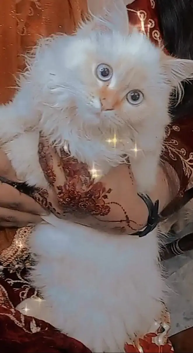 femal cat
