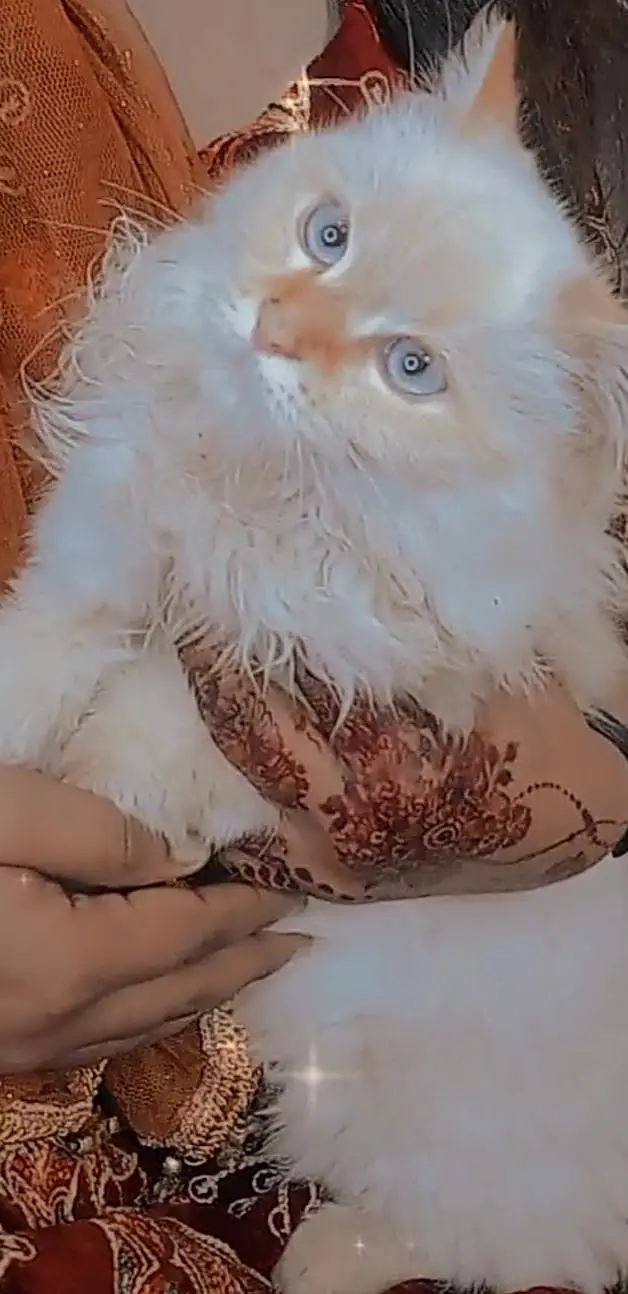 femal cat — photo 2
