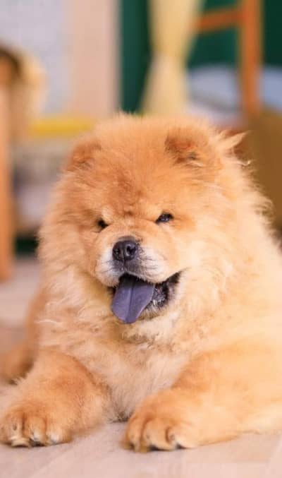 Chow Chow Puppy | Heavy Bone | Imported | Vaccinated