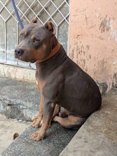 American pitbull tri color male 0/3/2/9/9/1/8/1/6/3/3