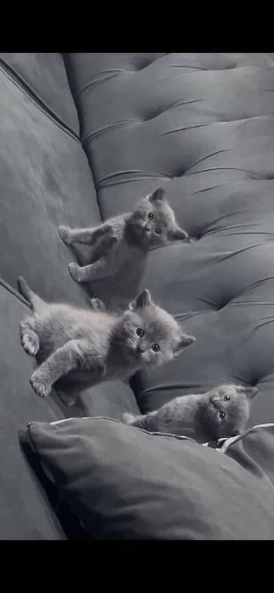 British Shorthair kittens