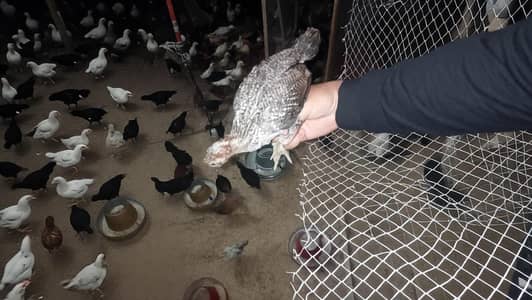 1.6 month Glden Misri Chick All Vaccinae Done