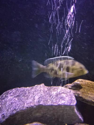 Parrot fish and the other