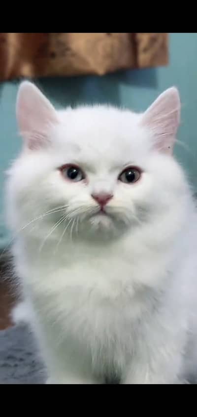 Persian cat's vaccinated  healthy active/WhatsApp 03316360929