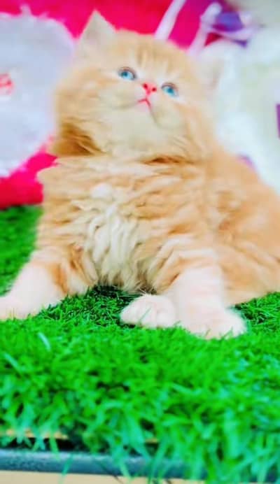 Persian cat's vaccinated  healthy active/WhatsApp 03316360929