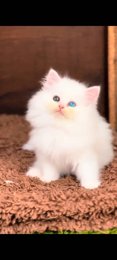 Persian cat's vaccinated  healthy active/WhatsApp 03316360929