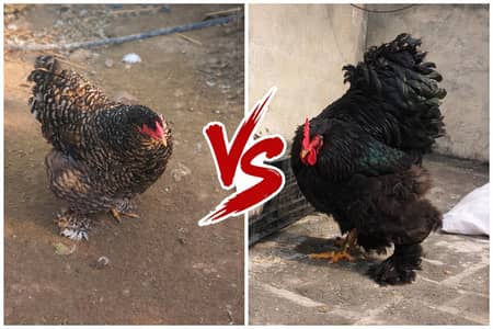 Heavy Coochin Chicks