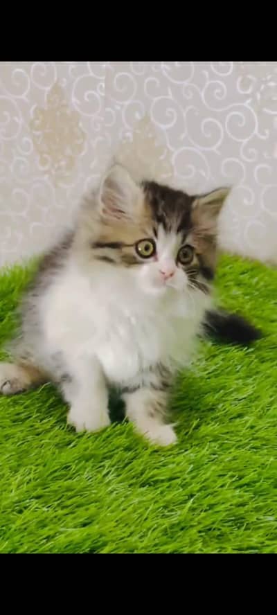 Persian cat's vaccinated  healthy active/WhatsApp 03316360929