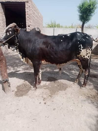 bachra for  sale