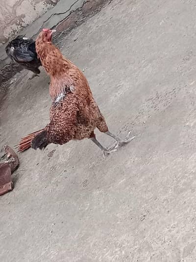 6 desi murghi 1 desi murgha