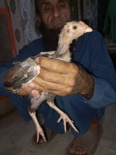 Aseel chick for sale