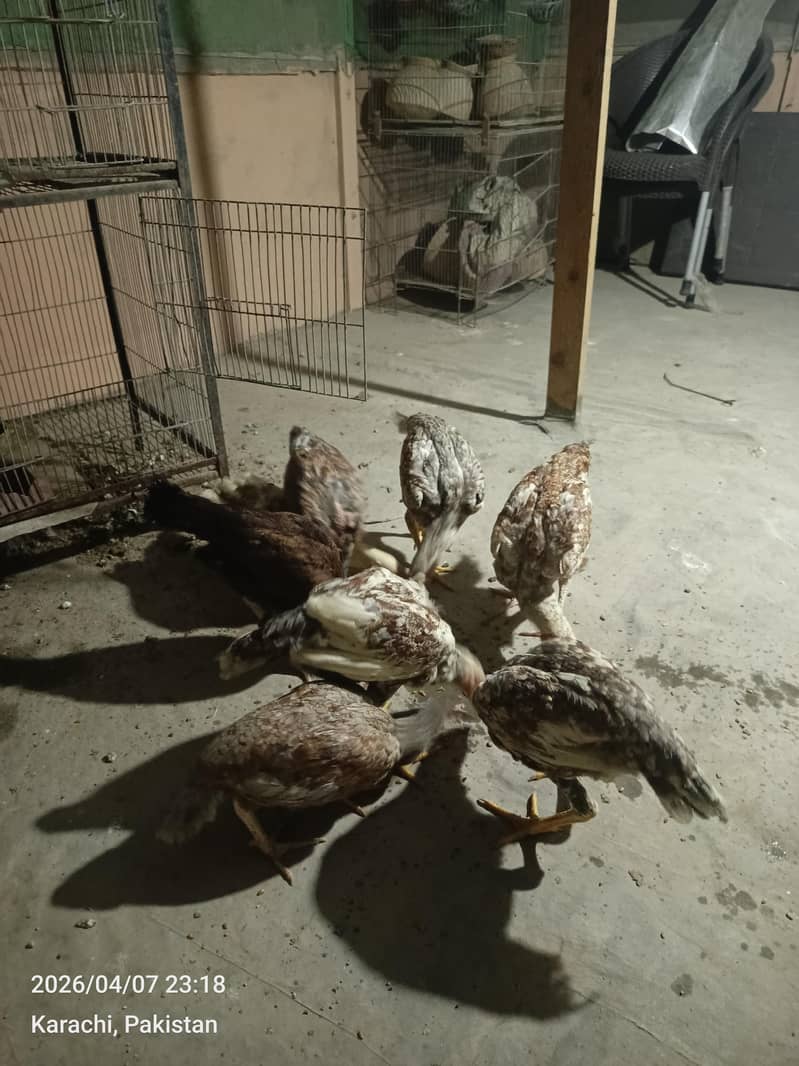 aseel chicks 4