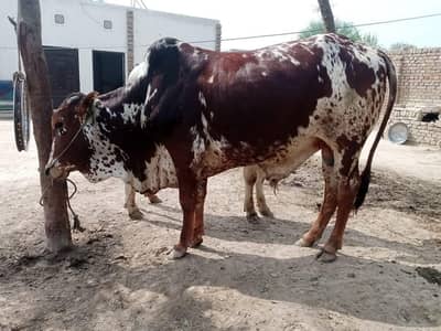 bachra for  sale