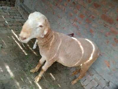 health and good looking sheep for sale 65kg w8 ha