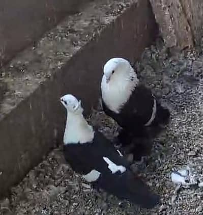 Karbalai Peigons (Black & yellow) pair