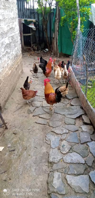 Dasi murgia and aseel pair