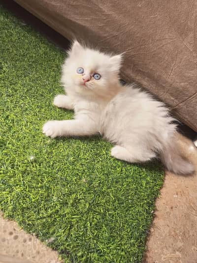 Persian kittens