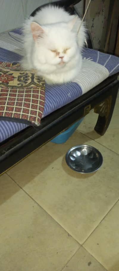 punch face spay cat on paid adoption