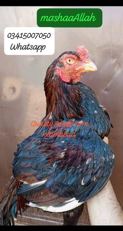 Highest quality Aseel birds