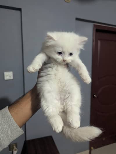 Persian Kittens - Premium Coated and Home Breed