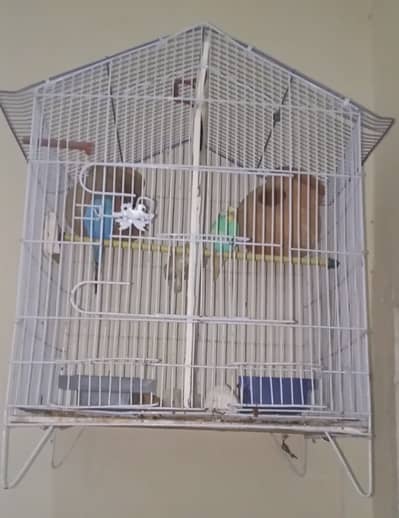 2 pairs h adult or chicks nikly h 6 1 red eye