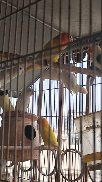 love birds, bengalese,lady gouldian finch for sale