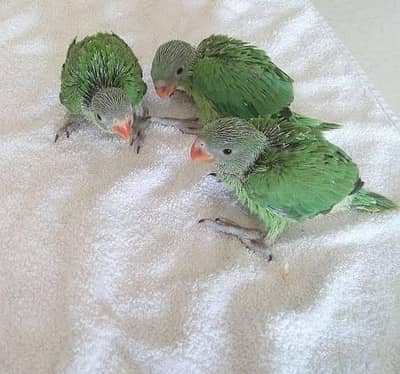 green ring neck chicks available for sale