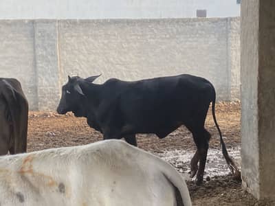 Qurbani Bachriya (cow) for sale (do dant)