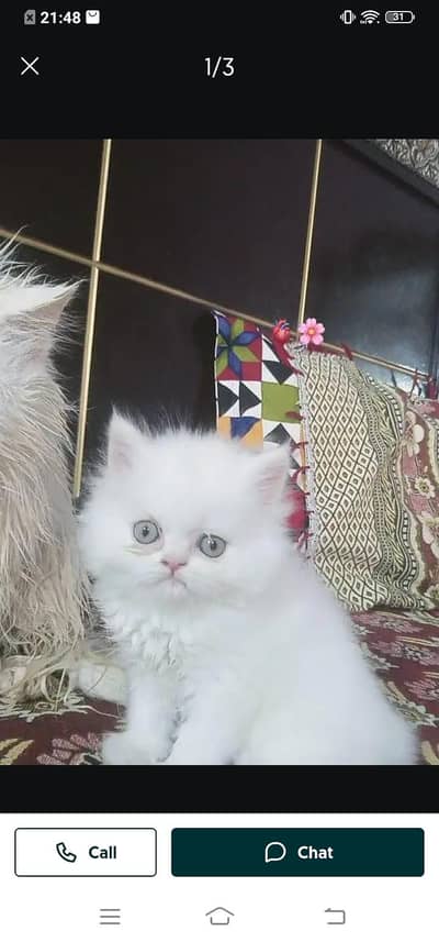 Persian cat for sale male or female my WhatsApp3314372136 number