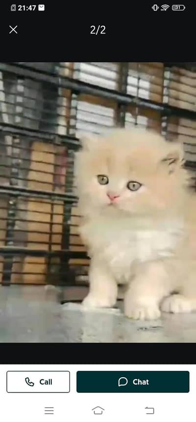 Persian cat for sale male or female my WhatsApp3314372136 number