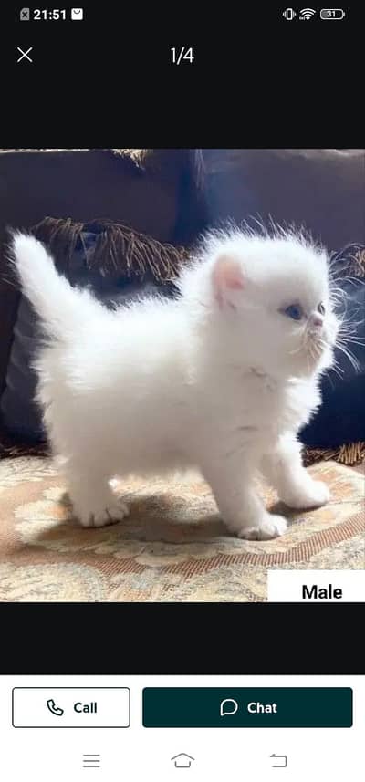 Persian cat for sale male or female my WhatsApp3314372136 number