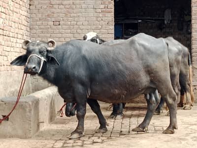 3rd time baby dena hay