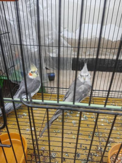 charkol male gray female ready to bread