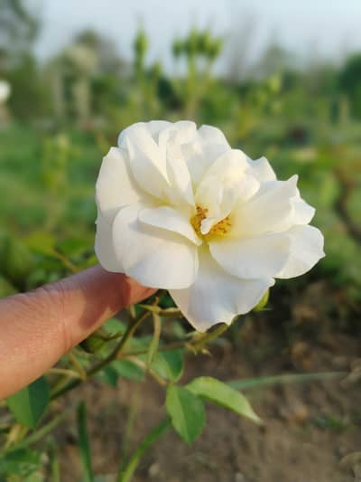 I need 7 plus screen and back camera