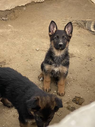 High quality gsd puppy