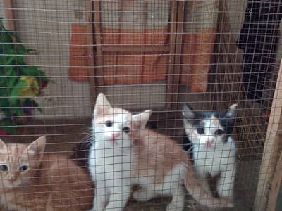 kittens available for adoption