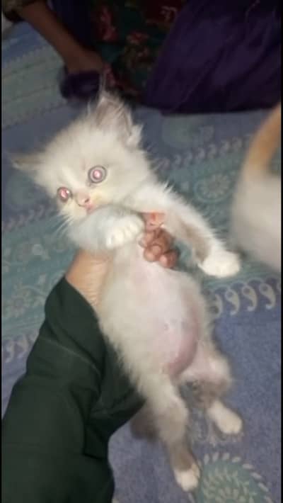 Double coated kitten