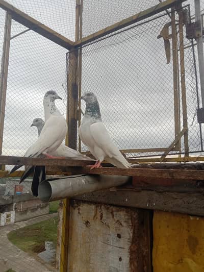 high-flyers pkr k new pro .