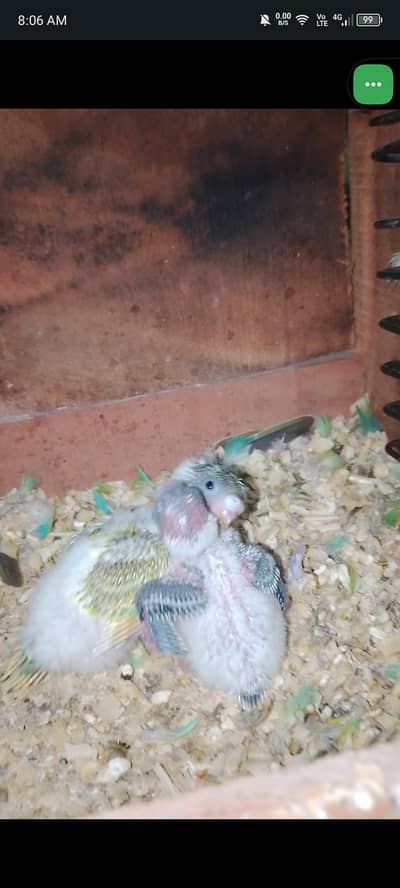 0327-0277654/hogo/parrot/cage/love bird/cocktail/Australian/bajri/chic