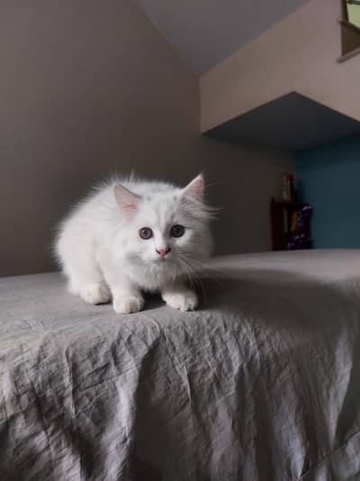 Male kitten for sale