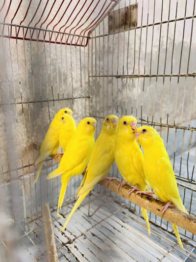 Red eyes Australian fellow