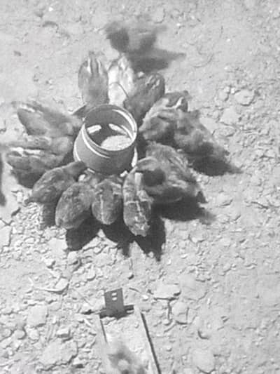 Australorp Layer Chicks / Australorp hen /Desi Hens / murgi